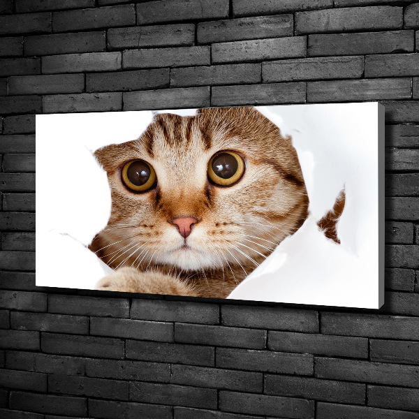 Foto op canvas Kat