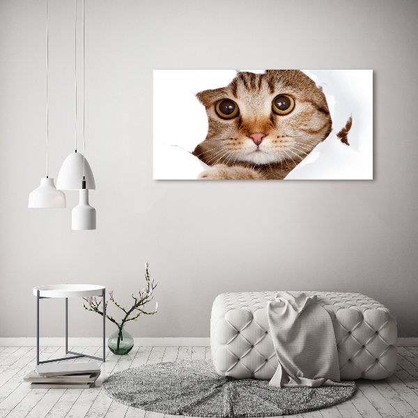 Foto op canvas Kat
