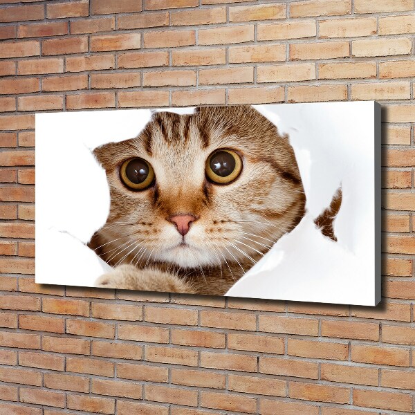 Foto op canvas Kat