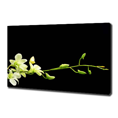 Canvas foto Orchidee