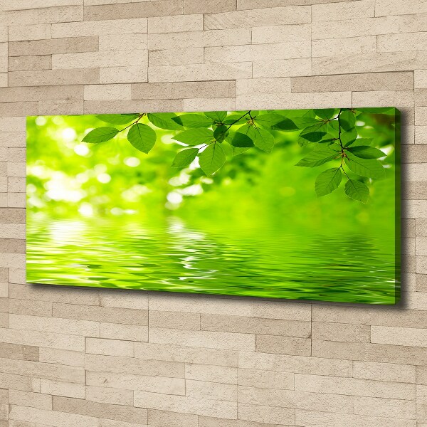 Foto canvas Groene bladeren