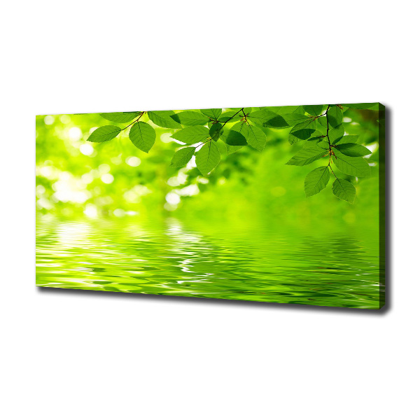Foto canvas Groene bladeren