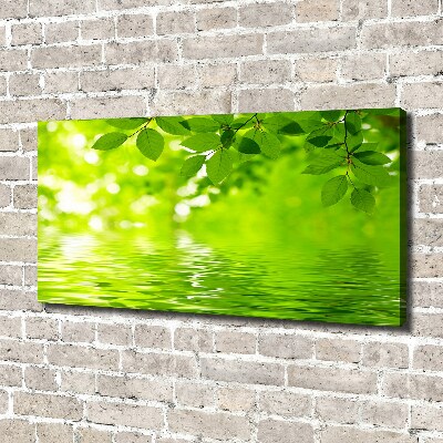 Foto canvas Groene bladeren
