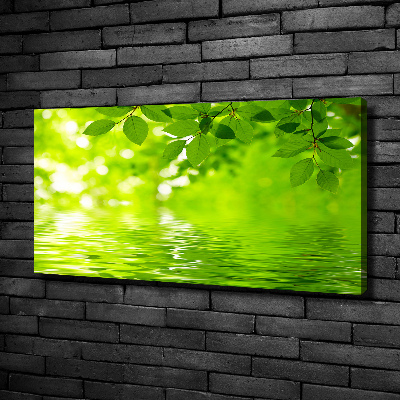 Foto canvas Groene bladeren