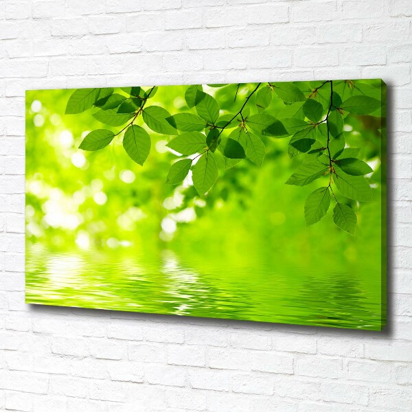 Foto canvas Groene bladeren