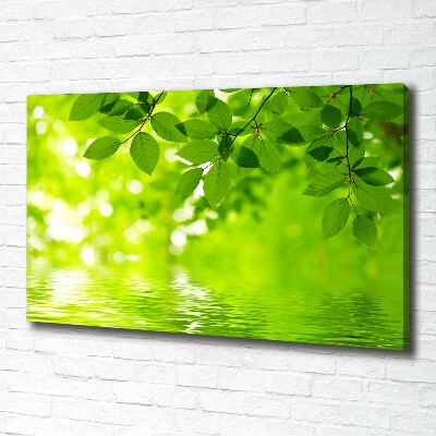 Foto canvas Groene bladeren