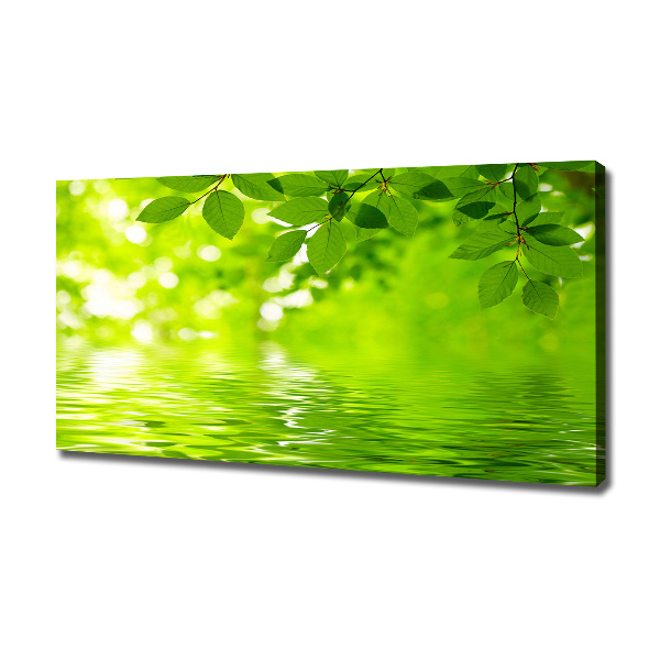 Foto canvas Groene bladeren