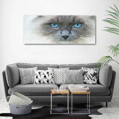Foto op canvas Blauwogige kat