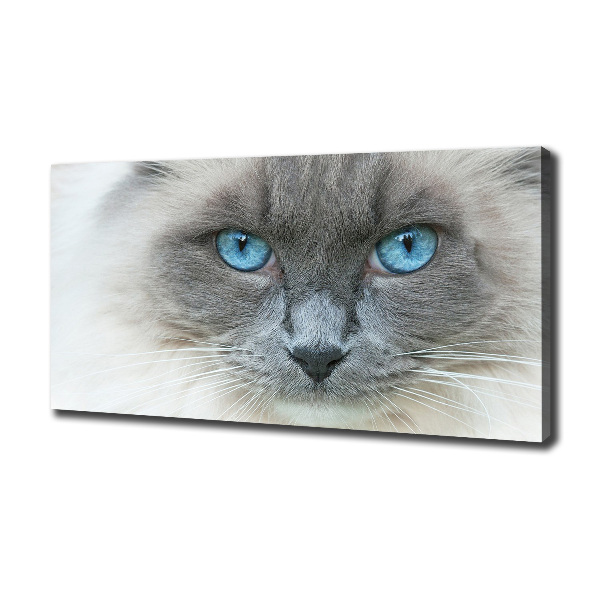 Foto op canvas Blauwogige kat