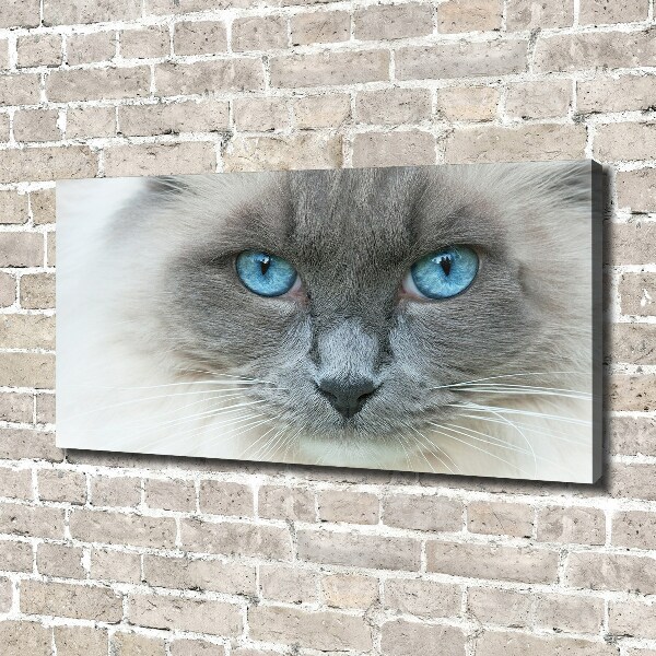 Foto op canvas Blauwogige kat