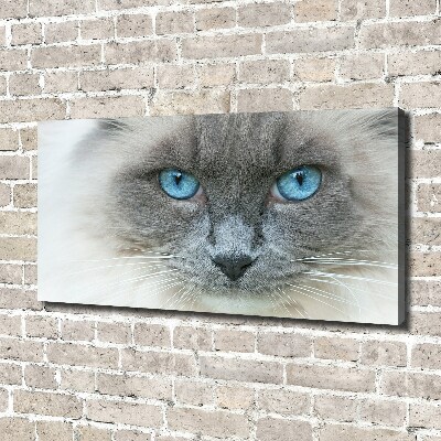 Foto op canvas Blauwogige kat