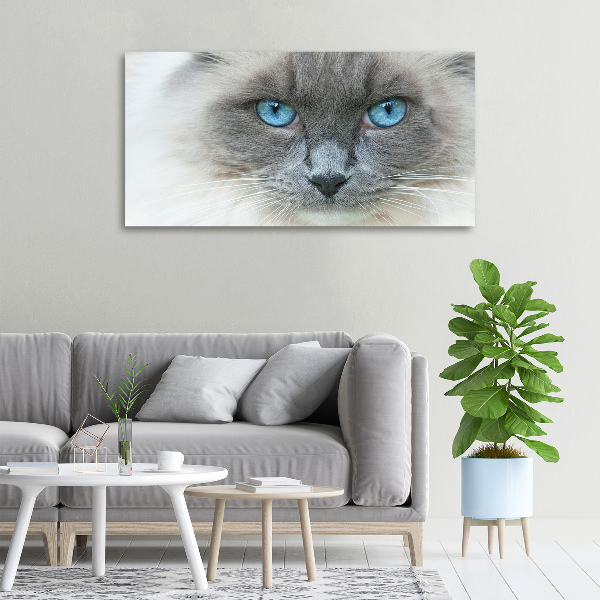 Foto op canvas Blauwogige kat
