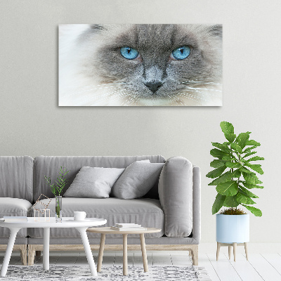 Foto op canvas Blauwogige kat