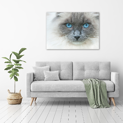 Foto op canvas Blauwogige kat