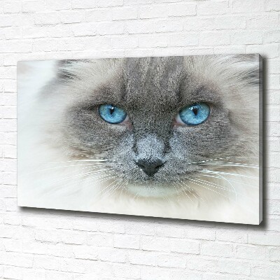 Foto op canvas Blauwogige kat