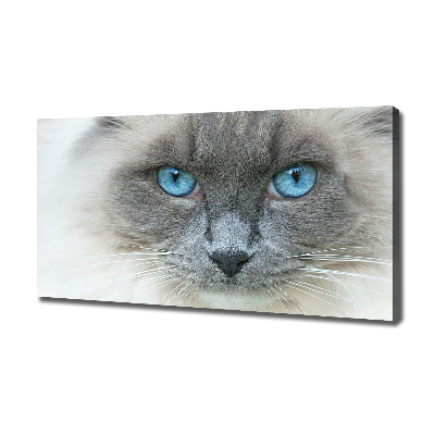 Foto op canvas Blauwogige kat