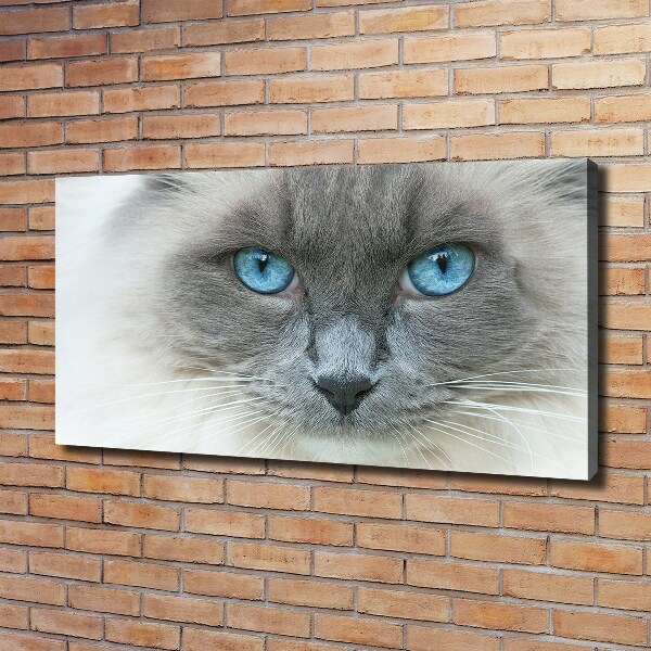 Foto op canvas Blauwogige kat