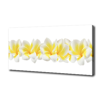 Foto canvas Plumeria