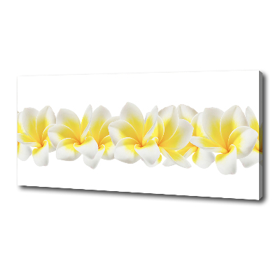Foto canvas Plumeria