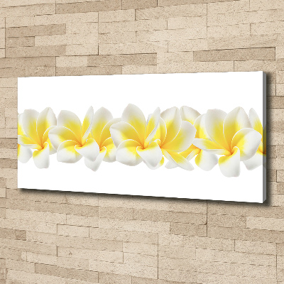 Foto canvas Plumeria