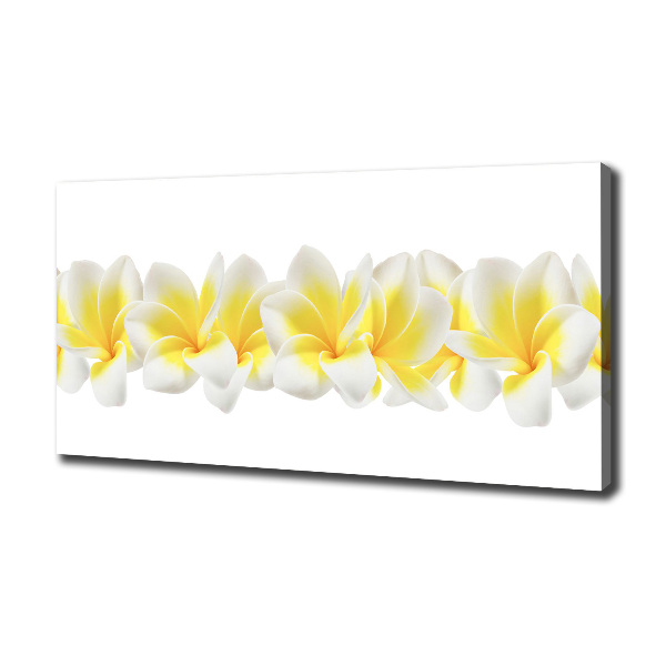 Foto canvas Plumeria