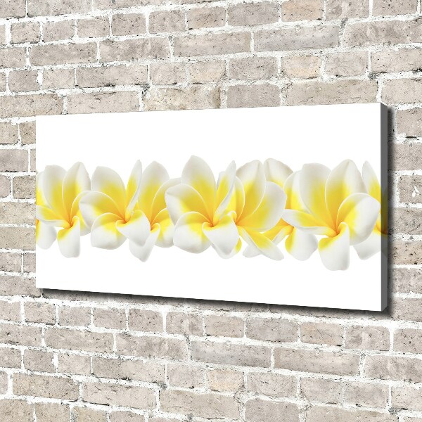 Foto canvas Plumeria