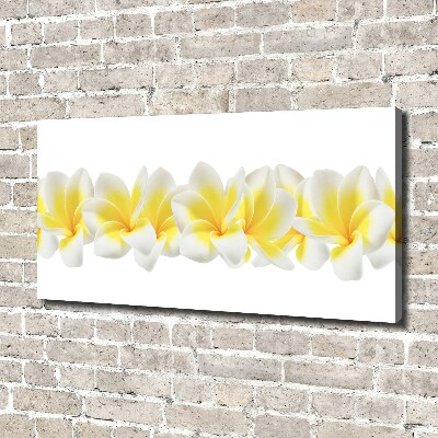 Foto canvas Plumeria