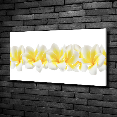 Foto canvas Plumeria