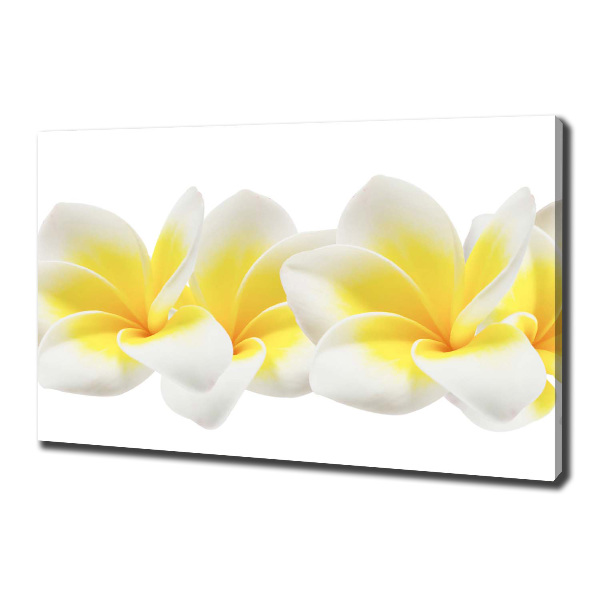 Foto canvas Plumeria