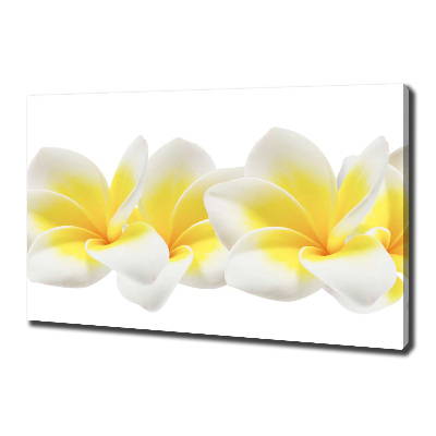 Foto canvas Plumeria