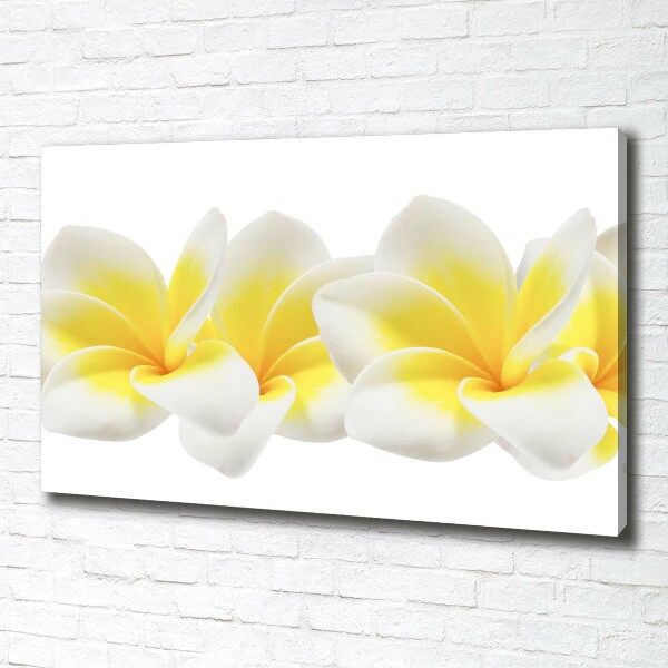 Foto canvas Plumeria
