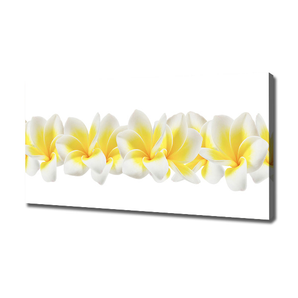 Foto canvas Plumeria