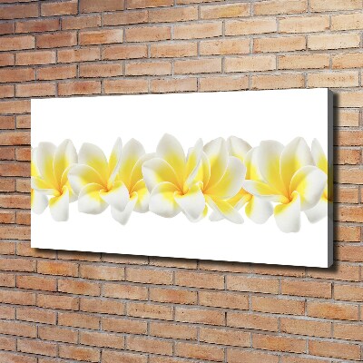 Foto canvas Plumeria
