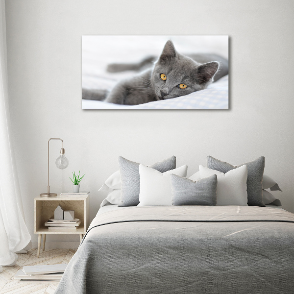 Foto canvas Grijze kat