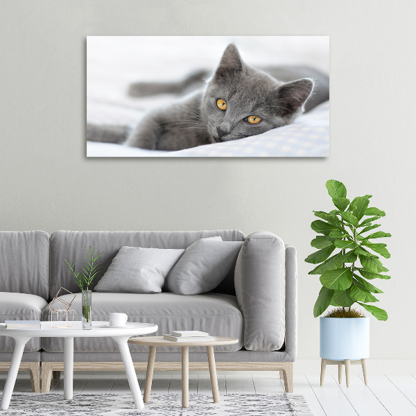 Foto canvas Grijze kat