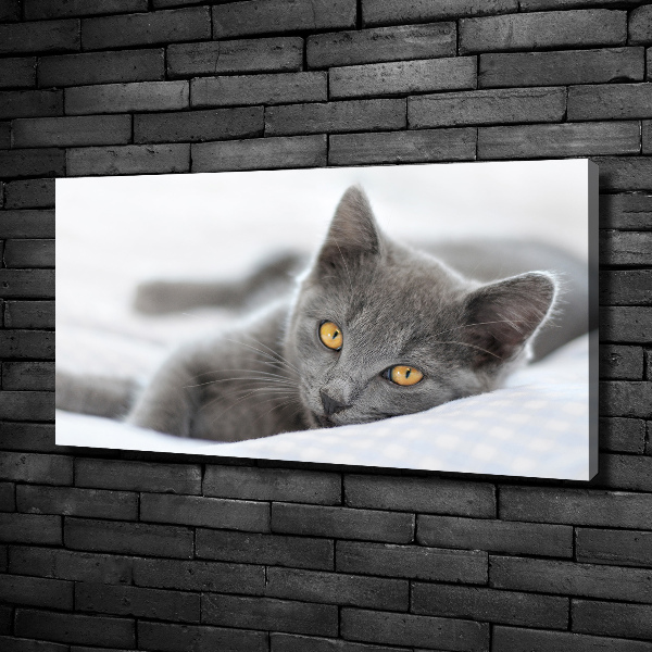 Foto canvas Grijze kat