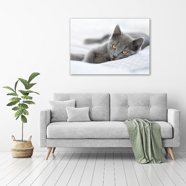 Foto canvas Grijze kat