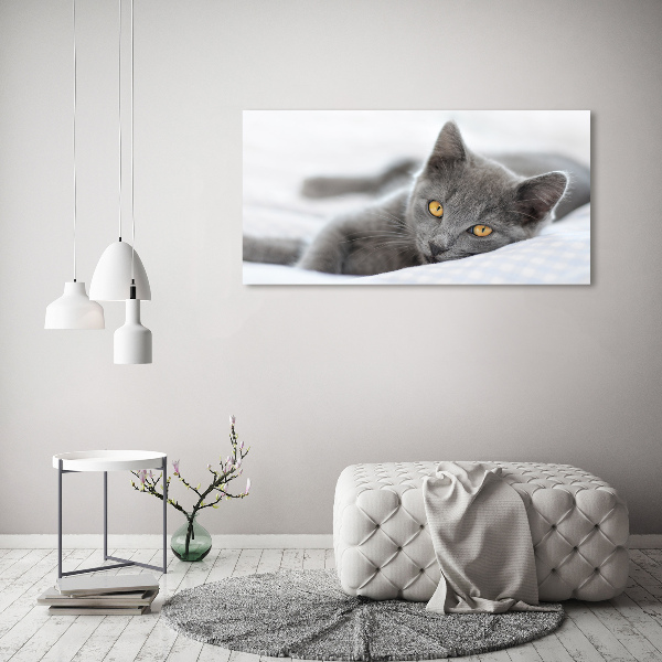 Foto canvas Grijze kat
