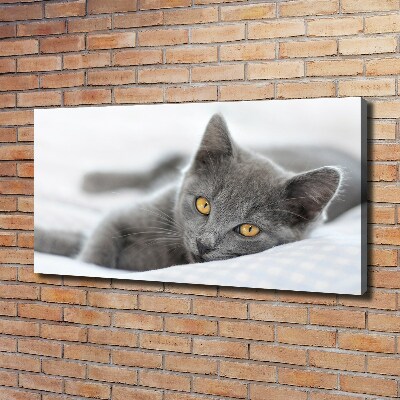 Foto canvas Grijze kat