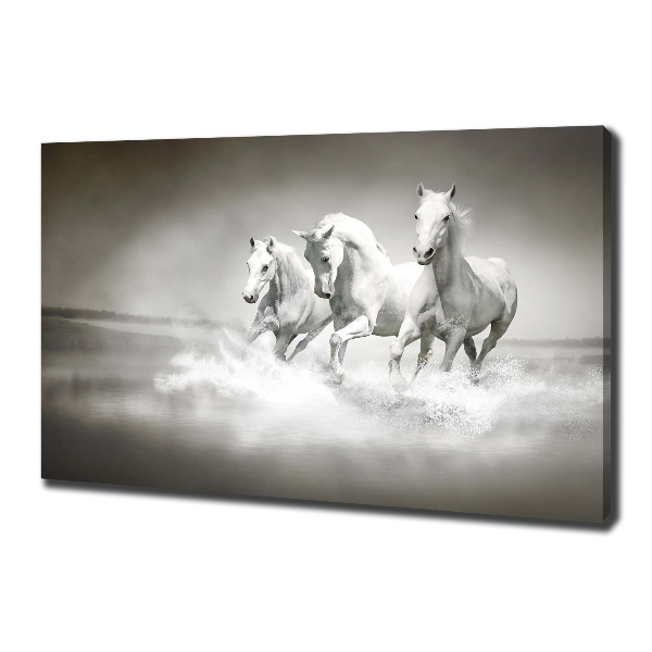 Foto op canvas Witte paarden