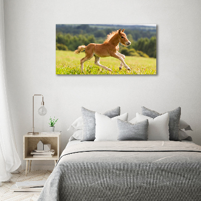 Canvas foto Een veulen dat galoppeert