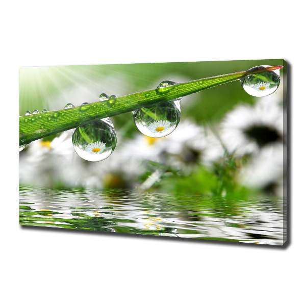 Schilderij op canvas Druppels op het gras