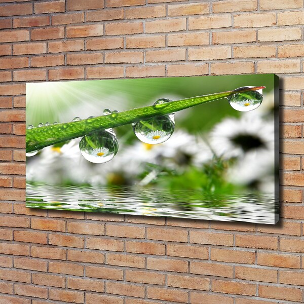 Schilderij op canvas Druppels op het gras
