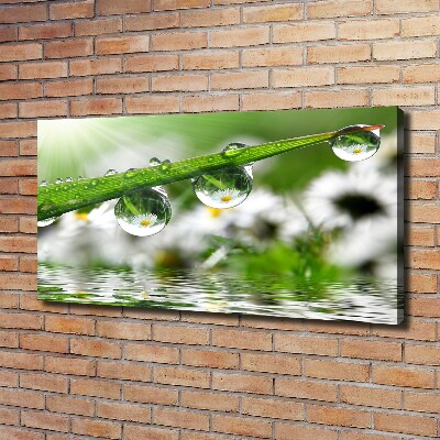Schilderij op canvas Druppels op het gras