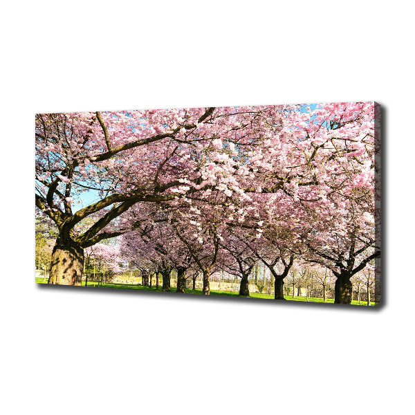 Foto op canvas Kersenbomen