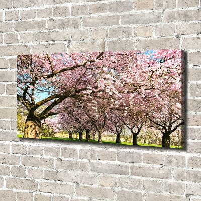 Foto op canvas Kersenbomen