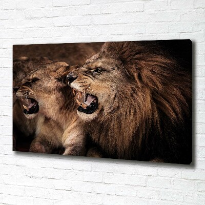 Foto canvas Brullende leeuwen