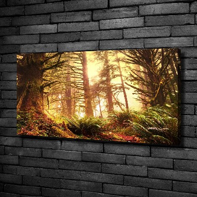 Schilderij op canvas regenwoud