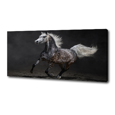 Foto op canvas Grijze Arabische paard