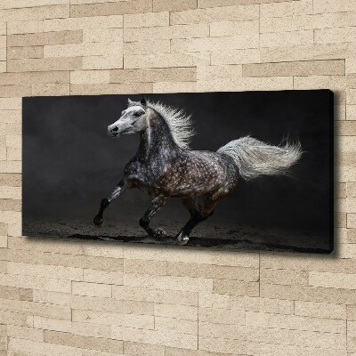 Foto op canvas Grijze Arabische paard